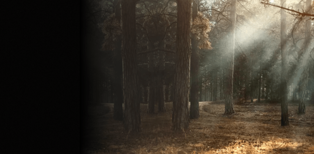 Sun shines through pine trees in an open forested area