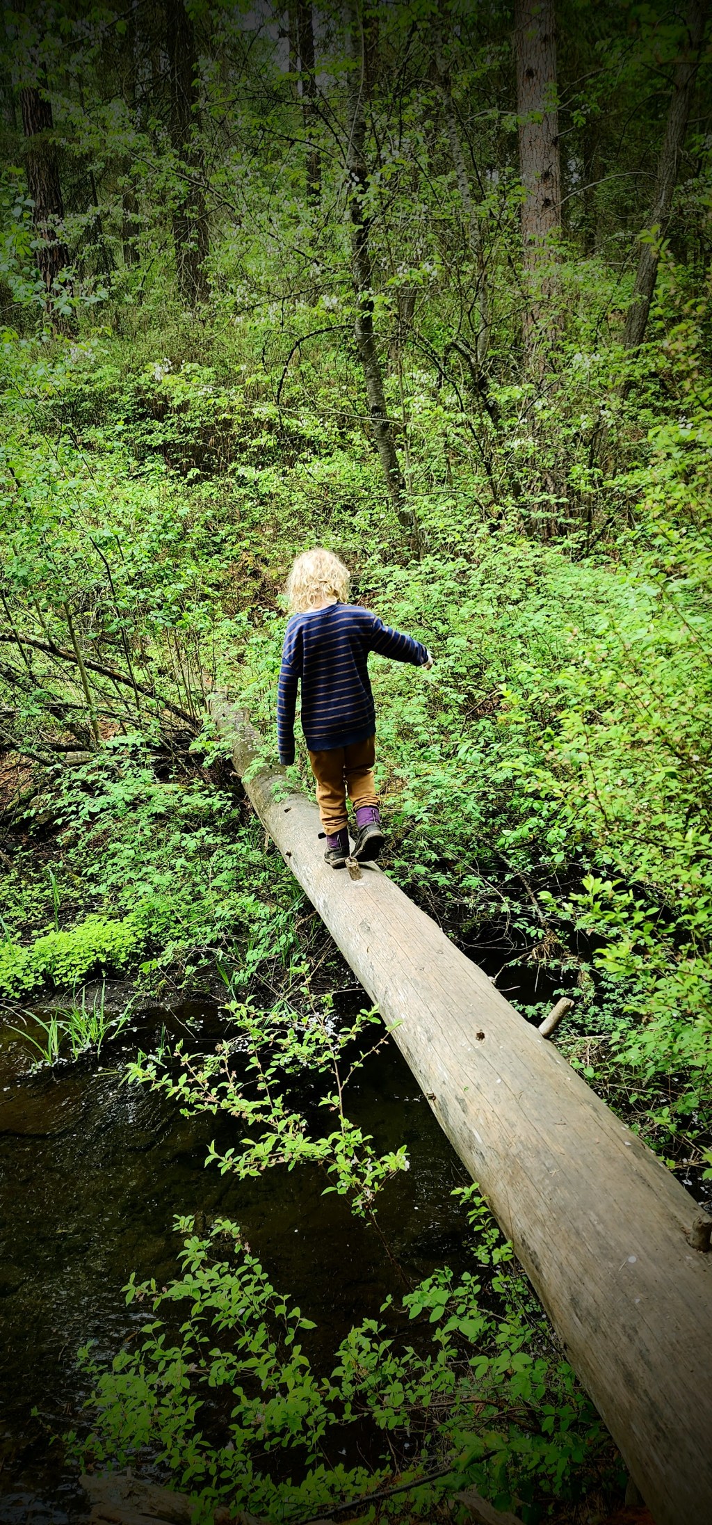 What is Forest School, anyway? 